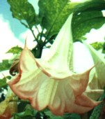 Angel's Trumpet Flower Essence