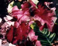 Caladium Flower Essence