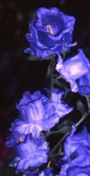 Canterbury Bells Flower Essence