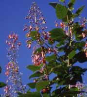 Cape Figwort Flower Essence