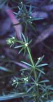 Cleavers Flower Essence