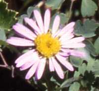 Douglas' Aster Flower Essence