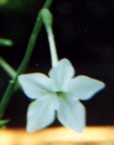 Flowering Tobacco Flower Essence