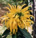 Golden Shrimp Plant Flower Essence