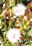 Groundsel Flower Essence