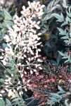 Heavenly Bamboo Flower Essence