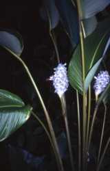Ice Blue Ginger Flower Essence