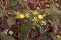 Ilima-ku-kula Flower Essence