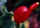 Indianhead Ginger Flower Essence