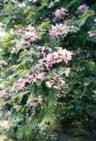 Jacaranda Flower Essence