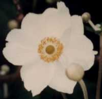 Japanese Anemone Flower Essence
