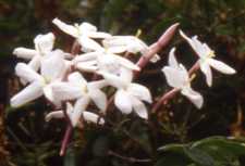 Jasmine Flower Essence