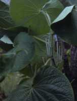 Kava Flower Essence