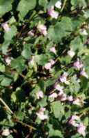 Kenilworth Ivy Flower Essence