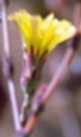 Lettuce Flower Essence