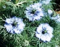 Love in a mist Flower Essence