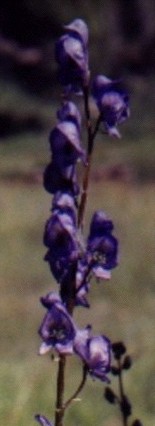 Monkshood Flower Essence