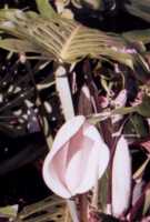 Monstera Flower Essence