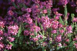 Mountain Heather Flower Essence