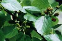 Mulberry Flower Essence
