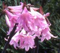 Naked Lady Flower Essence