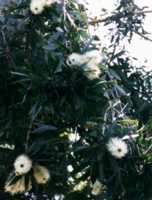 Paperbark Tree Flower Essence