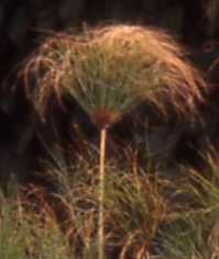 Papyrus Flower Essence