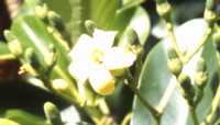 Pua-Kenikeni Flower Essence