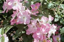 Rose Nearly Wild Flower Essence