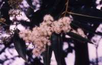 Rainbow Eucalyptus Flower Essence