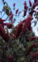 Red Shrimp Plant Flower Essence
