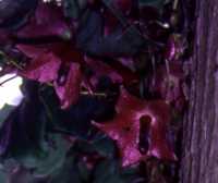 Rhodochiton Flower Essence