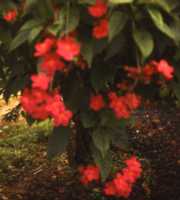 Rose Flowered Jatropha Flower Essence