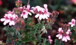 Rose Geranium Flower Essence