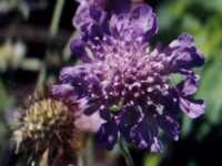 Scabiosa Flower Essence