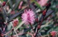 Sensitive Plant Flower Essence