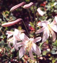 SHASTA LILY Flower Essence