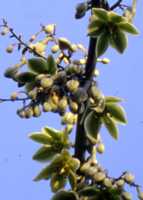Sisal Flower Essence