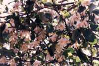 Snowdrop Bush Flower Essence