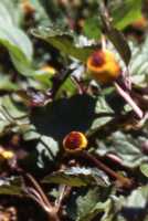 Spilanthes Flower Essence