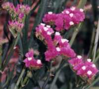 Statice Flower Essence
