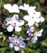 Sticktight Flower Essence
