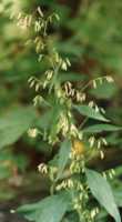 Tall White Lettuce Flower Essence