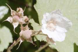 Thimbleberry Flower Essence