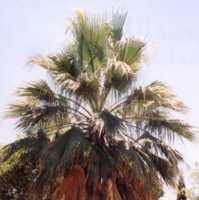 Thread Palm Flower Essence