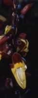 Thunbergia Flower Essence