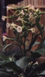 TOBACCO Flower Essence