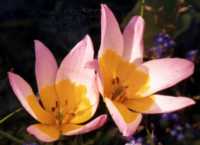 Tulip Flower Essence
