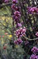 Verbena Bonariensis Flower Essence