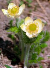 WESTERN ANEMONE Flower Essence